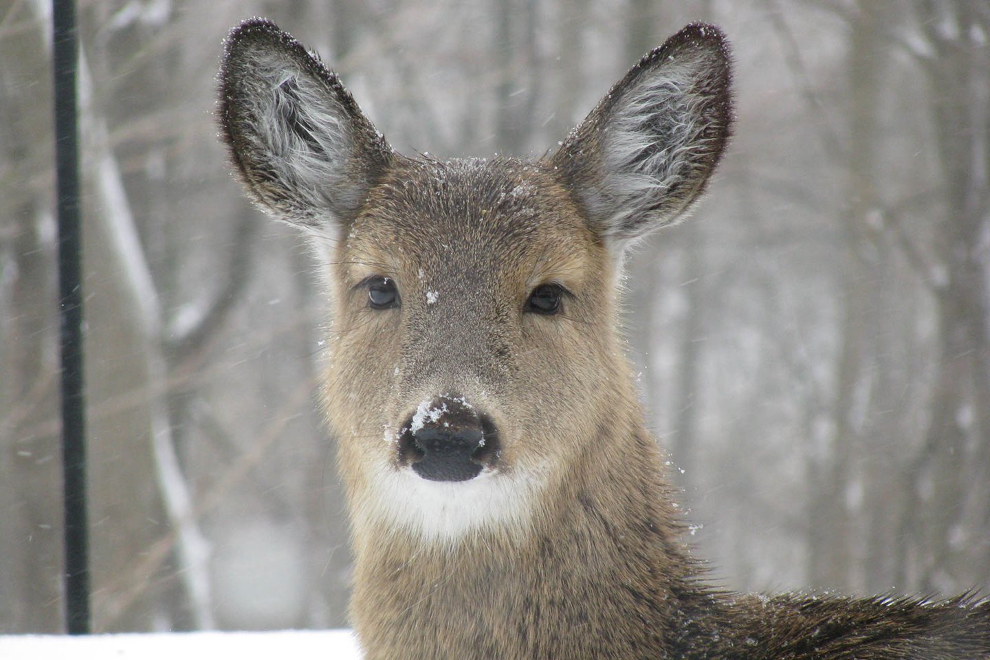 Story Stroll: Doe, a Deer