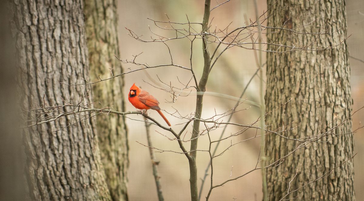 Drop-by: Pinecone Birdfeeders