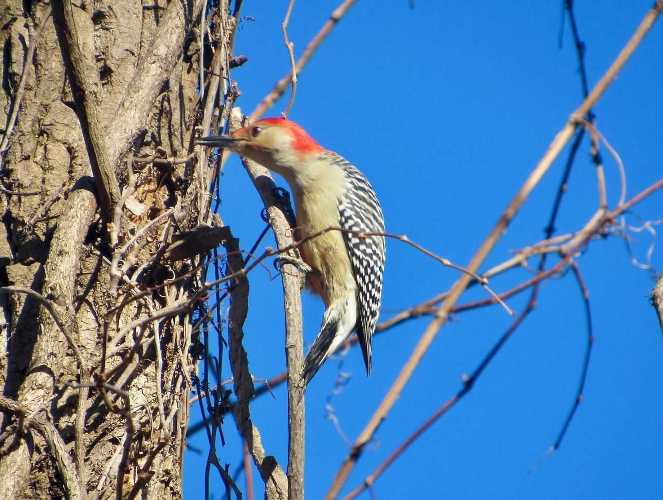 Woodpecker Walk